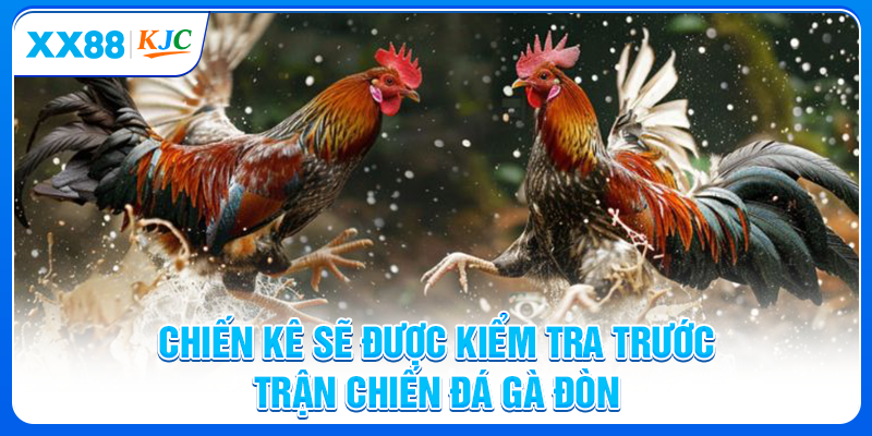 Chiến kê sẽ được kiểm tra trước trận chiến đá gà đòn
