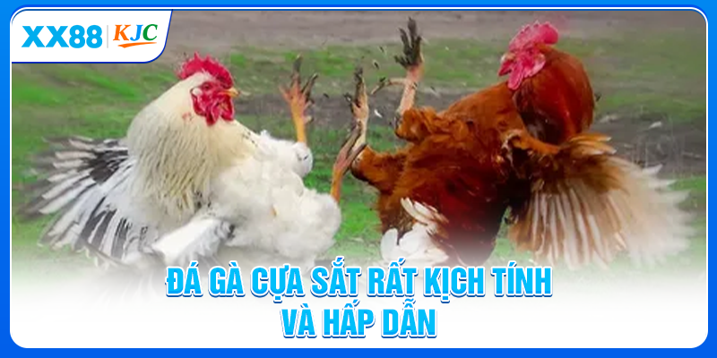 Đá gà cựa sắt rất kịch tính và hấp dẫn